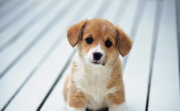 coole Geschichten Fakten über Hunde
